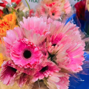 Hoa cúc đồng tiền